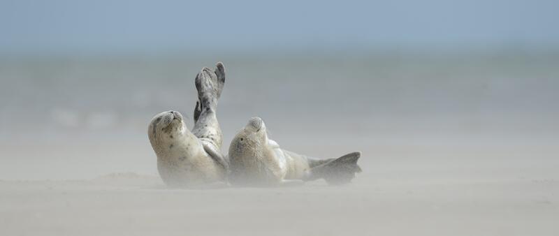 Harbour seals on sand bank. © Casper Tybjerg.