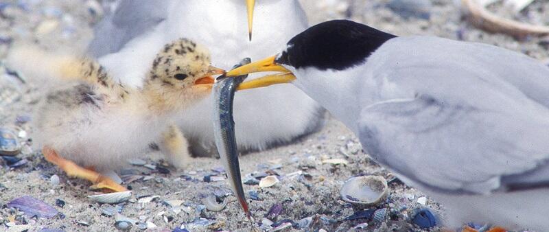 Little Tern with parents. Jan van de Kam.