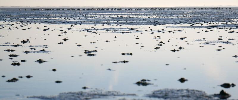 A flock of geese standing in the distance on a mudflat during low tide. © CWSS/Bostelmann