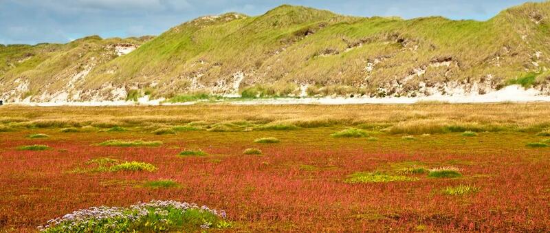 Orange-red salt marsh with dunes in the background. © Martin Stock / LKN-SH. Orange-red salt marsh with dunes in the background. © Martin Stock / LKN-SH.