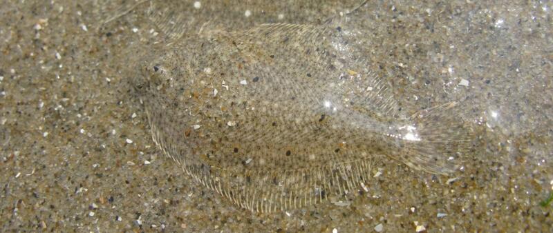 Juvenile plaice. Robbert Jak.
