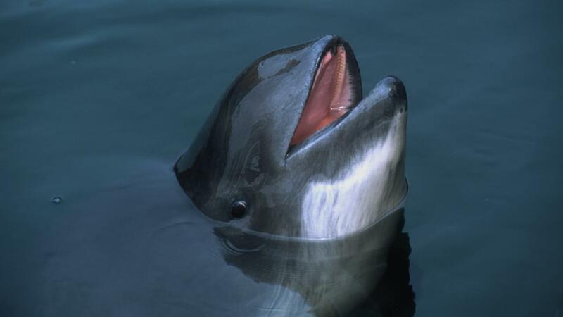 Harbour porpoise peaking out of the water. © Florian Graner. Harbour porpoise peaking out of the water. © Florian Graner.