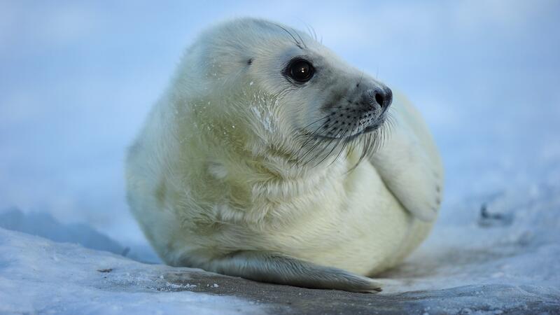 A young grey seal pup on the Island of Helgoland. Casper Tybjerg, TTF, Fisheries and Maritime Museum.