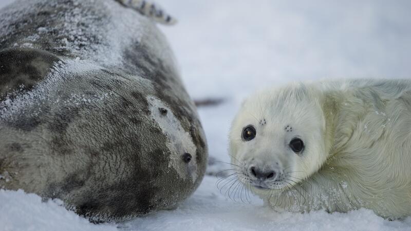 Young grey seal pup in snow. Casper Tybjerg, TTF, Fisheries and Maritime Museum.
