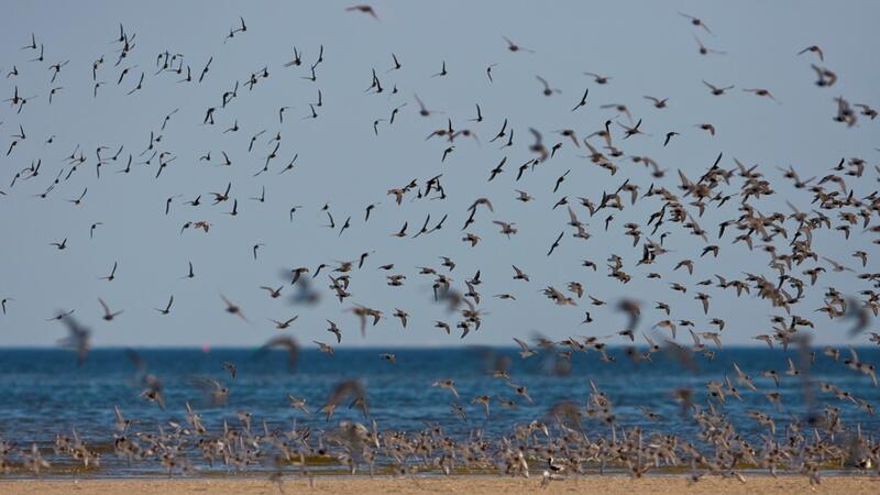 Flock of migratory birds over ocean. © Martin Stock. Flock of migratory birds over ocean. © Martin Stock.