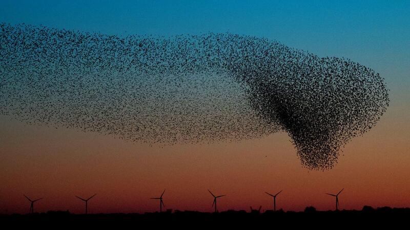 Flock of stars forming a black sun. Ulrik Pedersen.