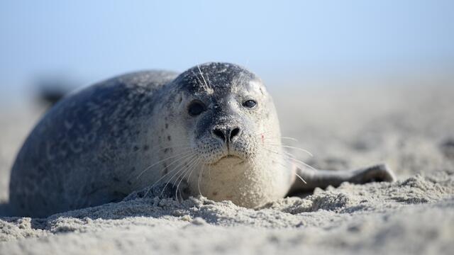 Harbour seal in the Wadden Sea. © Anders Galatius.