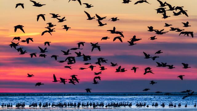 Geese on and above mudflats during high tide in the evening light. © Martin Stock / LKN.SH.