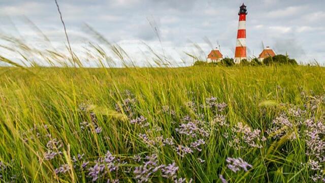 Green salt marsh with sea lavender and lighthouse and buildings in background. 